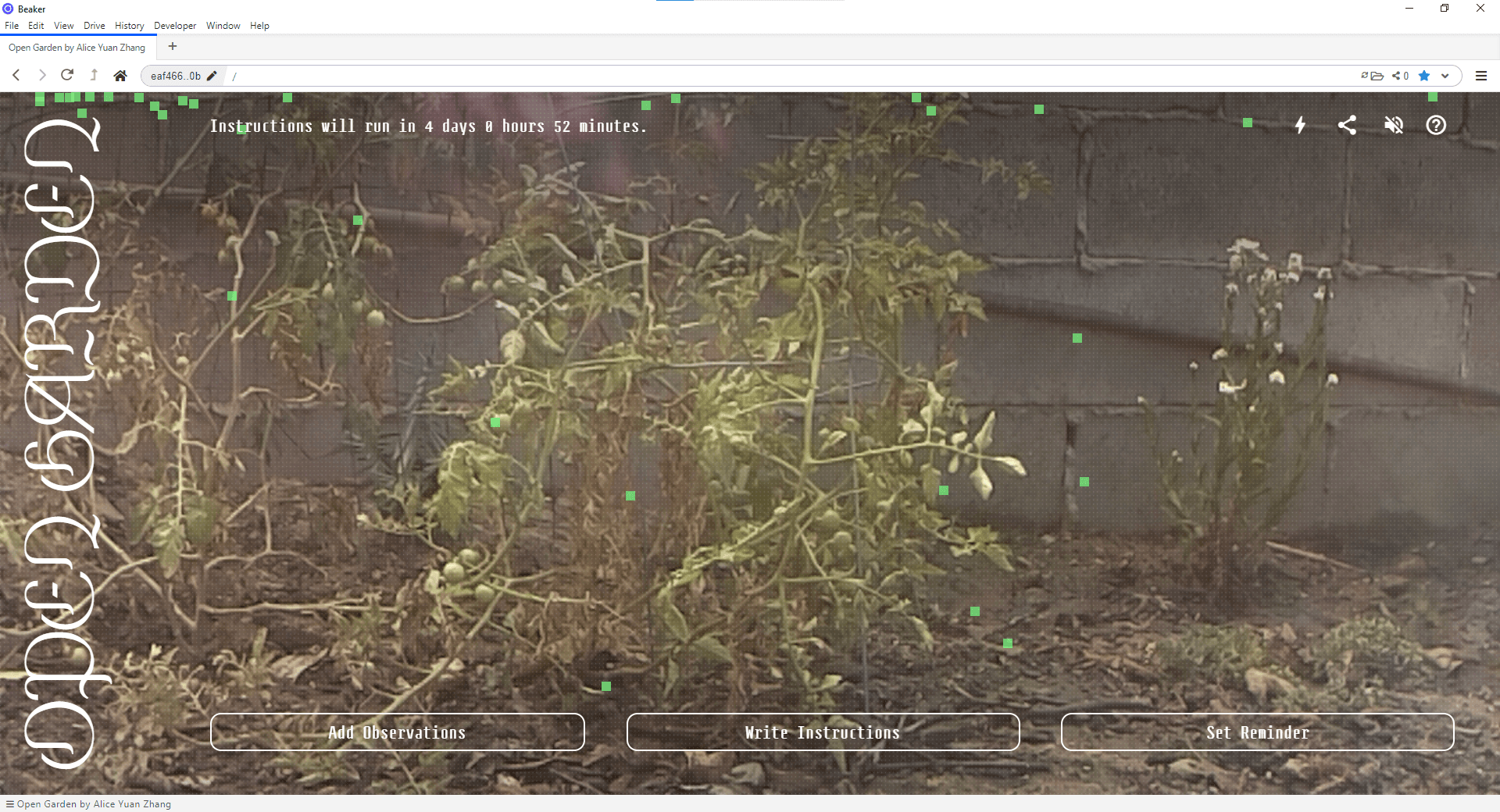 The garden viewed from the livestream, showing tall plants growing in front of a cinderblock wall.