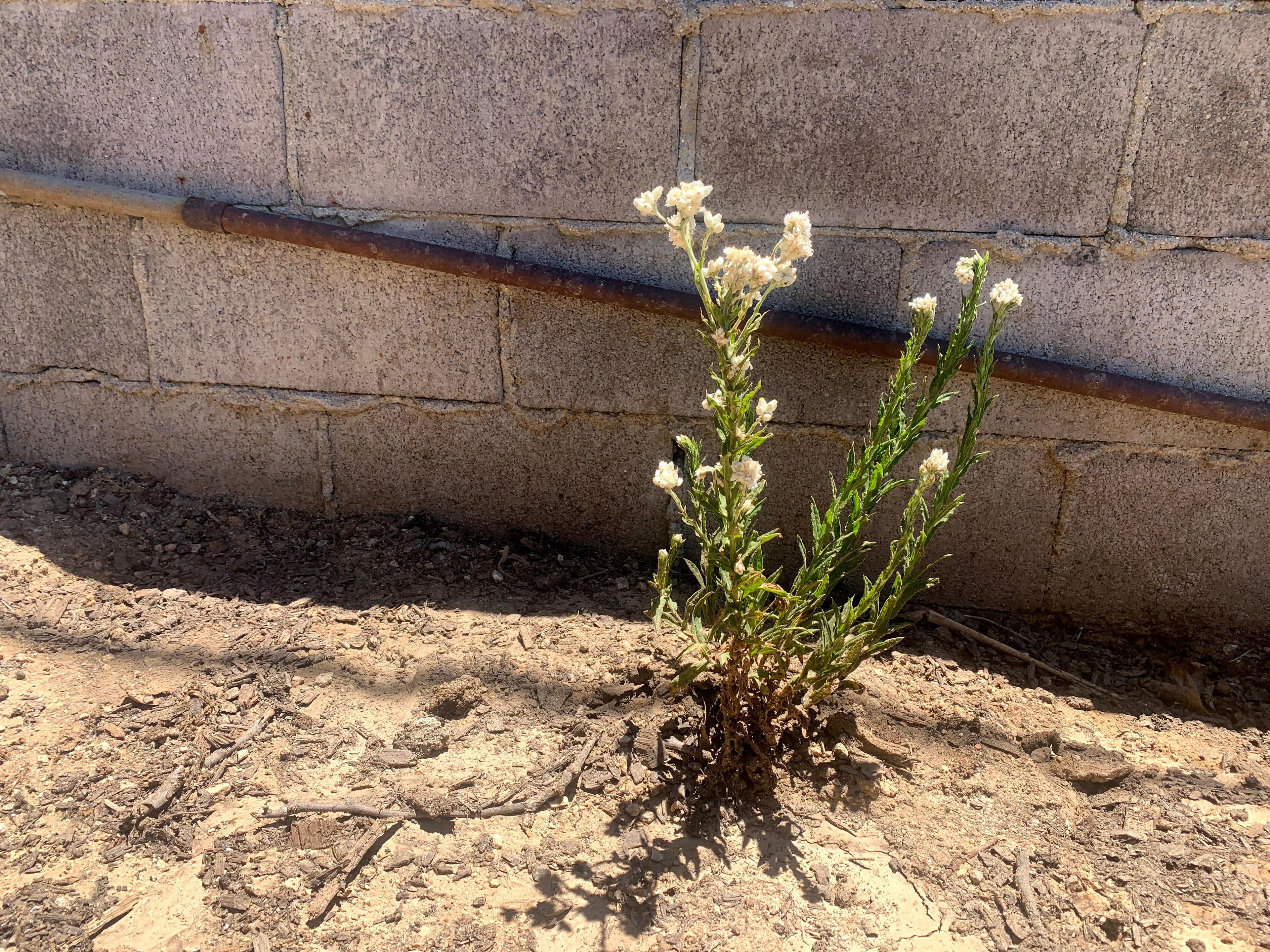 A plant with white flowers grows in the dirt in front of a cinderblock wall.