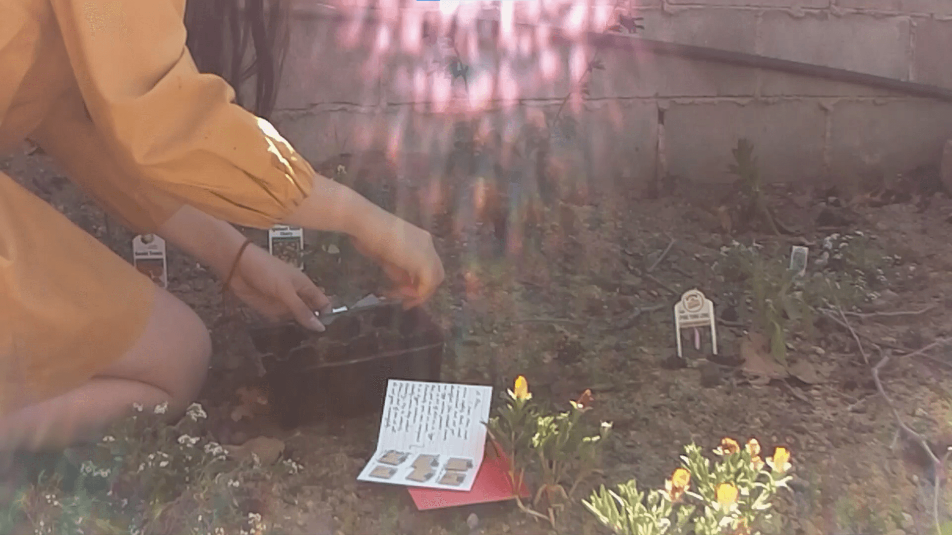 The artist is partially in frame, kneeling in the garden. On the ground in front of her is a container of seed starts and an open card with writing on one side, resting on a red envelope. Sun flare illuminates her hands.